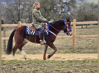 Freiberger Mestizo, Caballo castrado, 6 años, 155 cm, Castaño