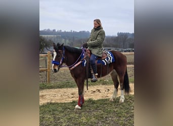 Freiberger Mestizo, Caballo castrado, 6 años, 155 cm, Castaño