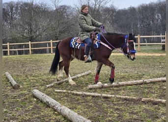 Freiberger Mestizo, Caballo castrado, 6 años, 155 cm, Castaño