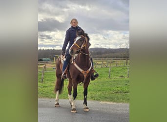 Freiberger, Caballo castrado, 6 años, 156 cm, Castaño