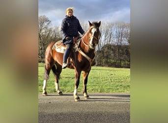 Freiberger, Caballo castrado, 6 años, 156 cm, Castaño