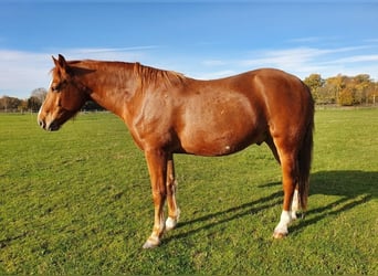 Freiberger, Caballo castrado, 6 años, 158 cm, Alazán
