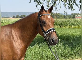 Freiberger, Caballo castrado, 6 años, 158 cm, Castaño