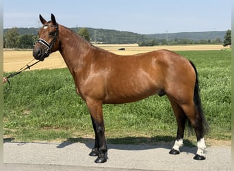 Freiberger, Caballo castrado, 6 años, 158 cm, Castaño
