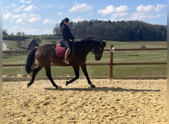 Freiberger, Caballo castrado, 6 años, 164 cm, Castaño