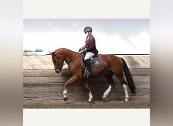 Freiberger, Caballo castrado, 6 años, 169 cm, Castaño