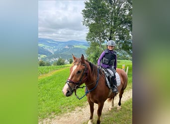 Freiberger, Caballo castrado, 6 años