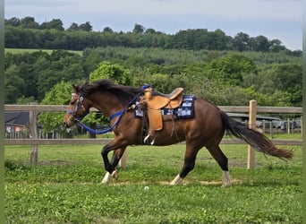 Freiberger, Caballo castrado, 7 años, 156 cm, Castaño