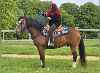 Freiberger, Caballo castrado, 7 años, 156 cm, Castaño