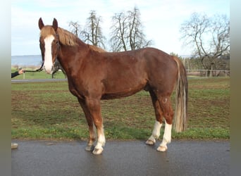 Freiberger, Caballo castrado, 7 años, 160 cm, Alazán