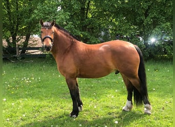 Freiberger, Caballo castrado, 7 años, 161 cm, Castaño