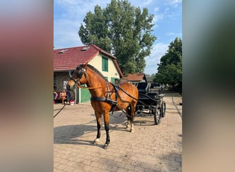 Freiberger, Caballo castrado, 7 años, 161 cm, Castaño