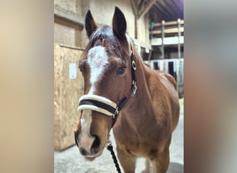 Freiberger, Caballo castrado, 7 años, 163 cm, Castaño