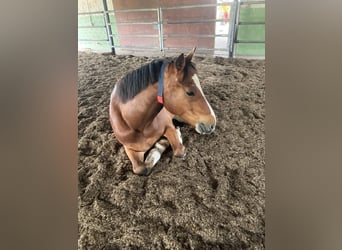 Freiberger, Caballo castrado, 7 años, 163 cm, Castaño