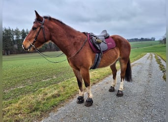 Freiberger, Caballo castrado, 7 años, 163 cm, Castaño