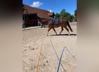 Freiberger, Caballo castrado, 7 años, 163 cm, Castaño