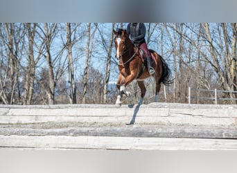 Freiberger, Caballo castrado, 7 años, 163 cm, Castaño