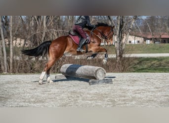 Freiberger, Caballo castrado, 7 años, 163 cm, Castaño