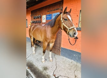 Freiberger, Caballo castrado, 7 años, 163 cm, Castaño