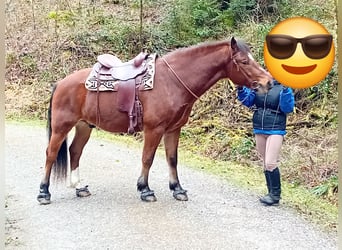 Freiberger, Caballo castrado, 8 años, 163 cm, Castaño