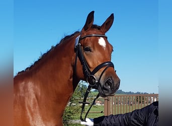 Freiberger, Caballo castrado, 8 años, 165 cm, Castaño