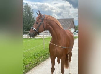 Freiberger, Caballo castrado, 8 años, Alazán