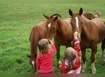 Freiberger, Caballo castrado, 8 años