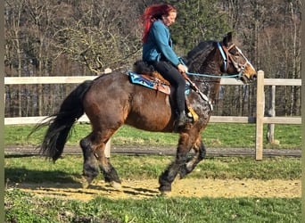 Freiberger Mestizo, Caballo castrado, 9 años, 157 cm, Castaño