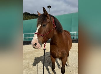 Freiberger, Caballo castrado, 9 años, 167 cm, Castaño