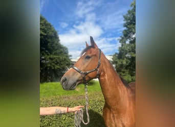 Freiberger, Gelding, 10 years, 15,1 hh, Brown