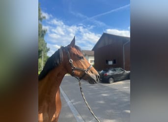 Freiberger, Gelding, 10 years, 15,1 hh, Brown