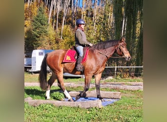 Freiberger, Gelding, 10 years, 15.2 hh, Brown