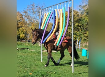 Freiberger, Gelding, 10 years, 15.2 hh, Brown