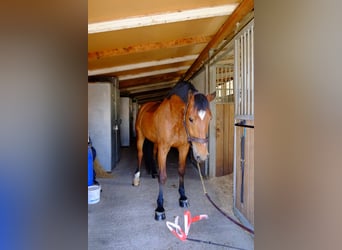Freiberger, Gelding, 11 years, 15,1 hh, Brown