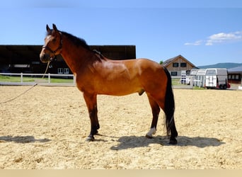 Freiberger, Gelding, 11 years, 15,1 hh, Brown
