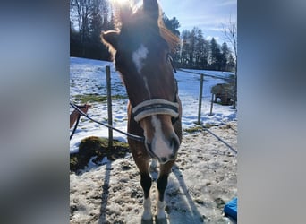 Freiberger, Gelding, 12 years, 14,2 hh, Brown