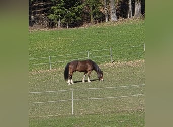 Freiberger, Gelding, 12 years, 15.1 hh, Brown