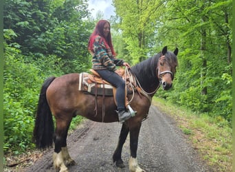 Freiberger, Gelding, 12 years, 15.1 hh, Brown