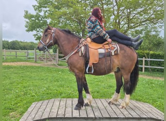 Freiberger, Gelding, 12 years, 15.1 hh, Brown
