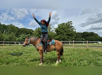 Freiberger Mix, Gelding, 12 years, 15.1 hh, Chestnut-Red