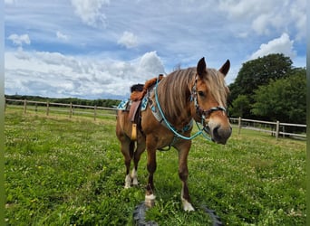 Freiberger Mix, Gelding, 12 years, 15 hh, Chestnut-Red