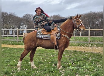 Freiberger, Gelding, 15 years, 15.1 hh, Chestnut-Red