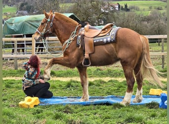 Freiberger, Gelding, 15 years, 15,1 hh, Chestnut-Red