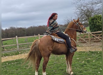 Freiberger, Gelding, 15 years, 15,1 hh, Chestnut-Red