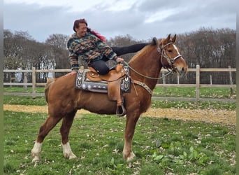 Freiberger, Gelding, 15 years, 15,1 hh, Chestnut-Red