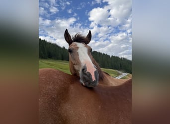 Freiberger, Gelding, 16 years, 15.1 hh, Brown