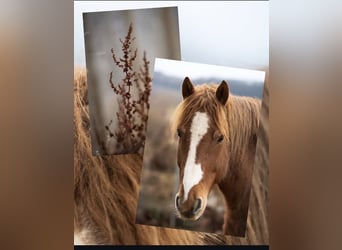 Freiberger, Gelding, 16 years, 15.1 hh, Chestnut-Red