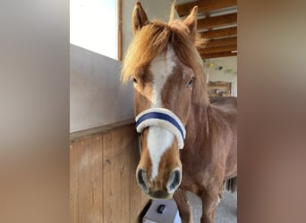Freiberger, Gelding, 16 years, 15,1 hh, Chestnut-Red
