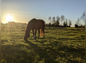 Freiberger, Gelding, 18 years, 15 hh, Brown