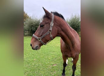 Freiberger, Gelding, 18 years, 16.1 hh, Bay-Dark